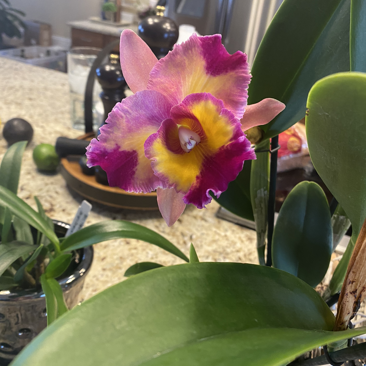 Photo of the plant species Paradise Cattleya by @Angie named Paradise Cattleya on Greg, the plant care app