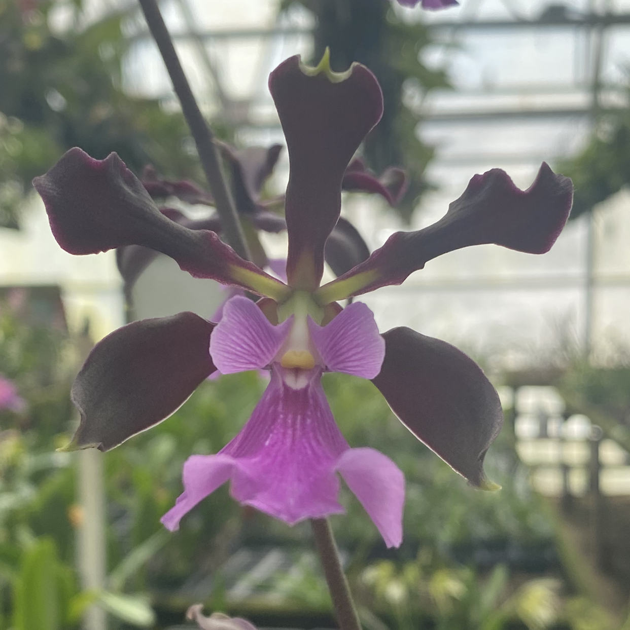 Photo of the plant species Encyclia Rioclarense by @Angie named Benjamin on Greg, the plant care app
