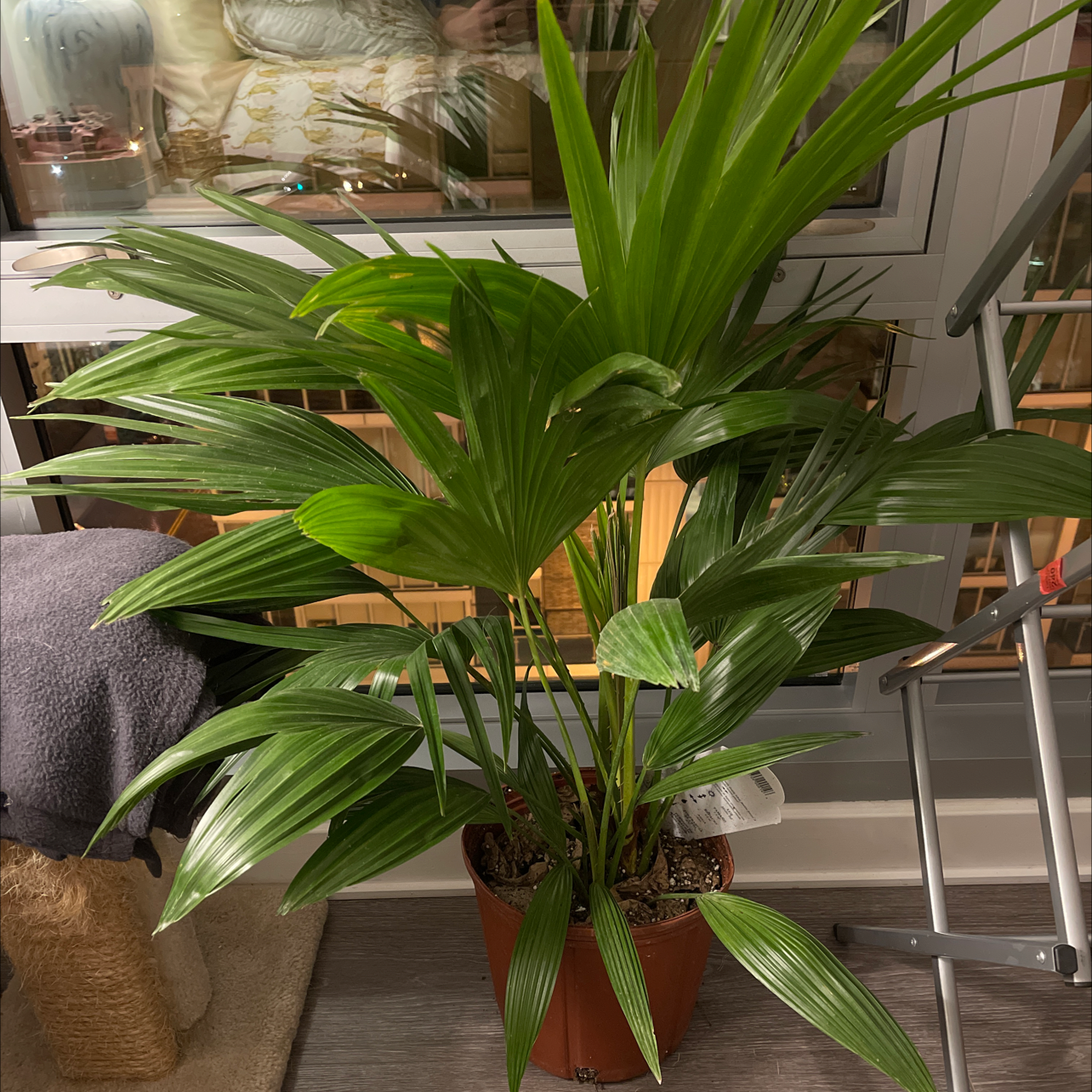 Healthy Chinese Fan Palm in a pot with vibrant green leaves.
