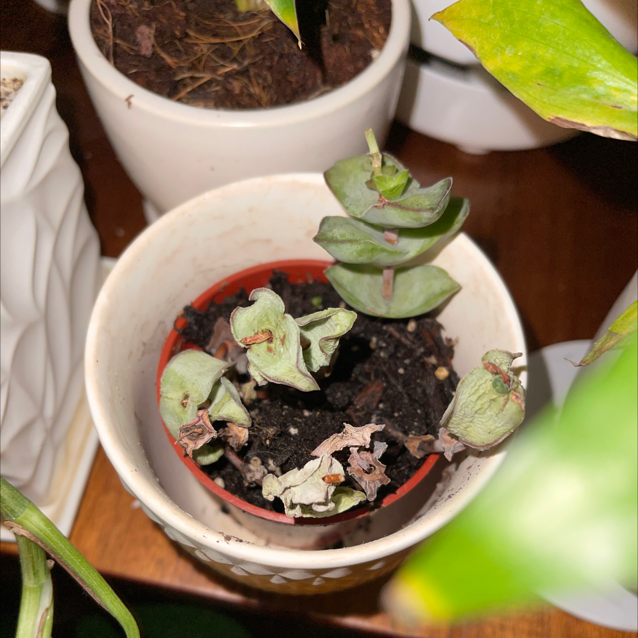 Crassula rupestris plant in a small pot with some wilted and discolored leaves.