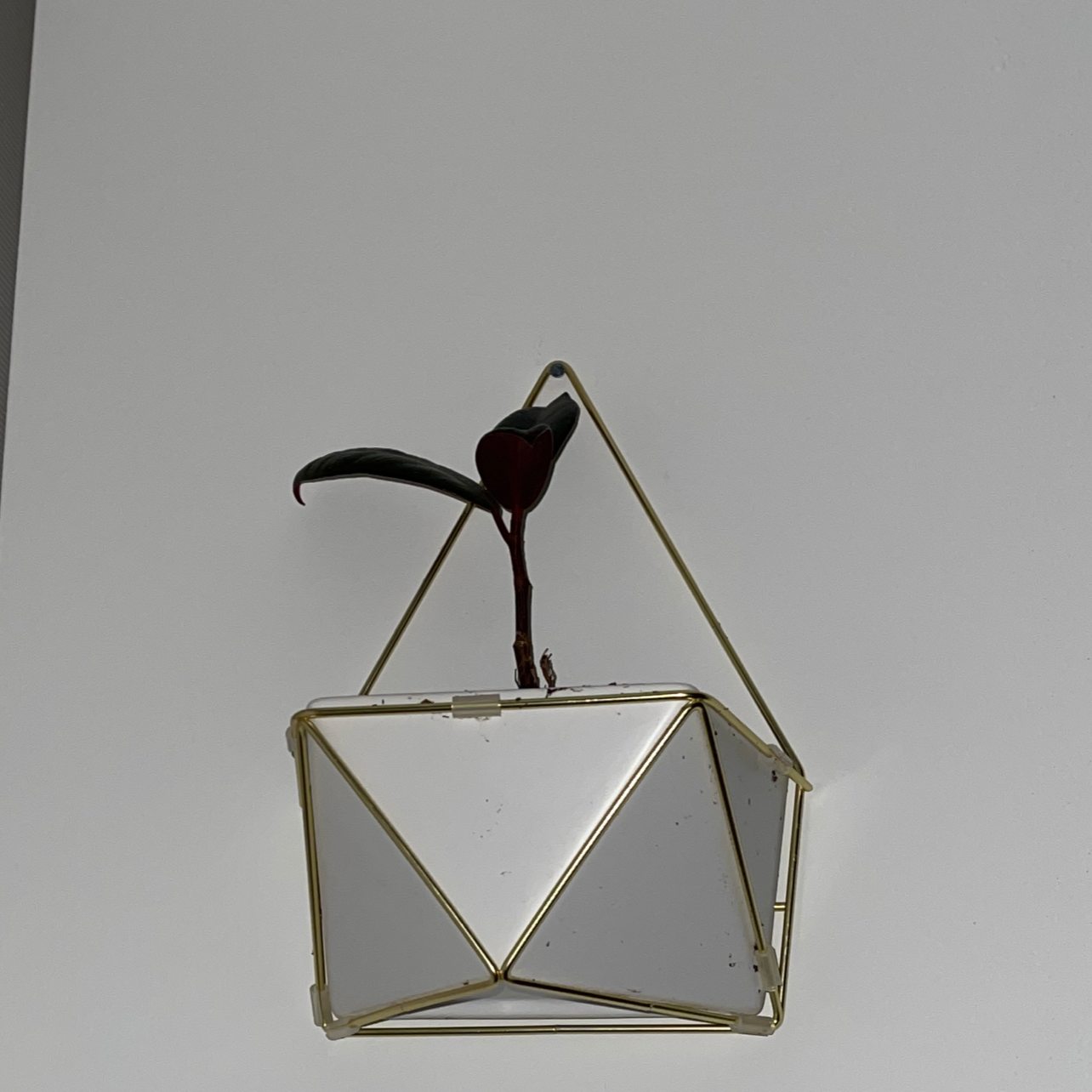 Burgundy Rubber Tree in a geometric hanging planter with a plain background.