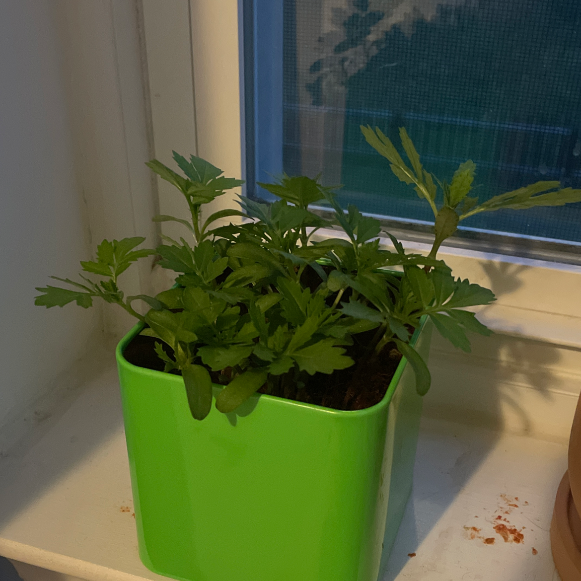 Potted African Marigold plant on a windowsill with green leaves.