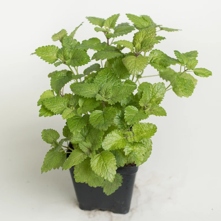 Healthy Lemon Balm plant in a black pot with vibrant green leaves.