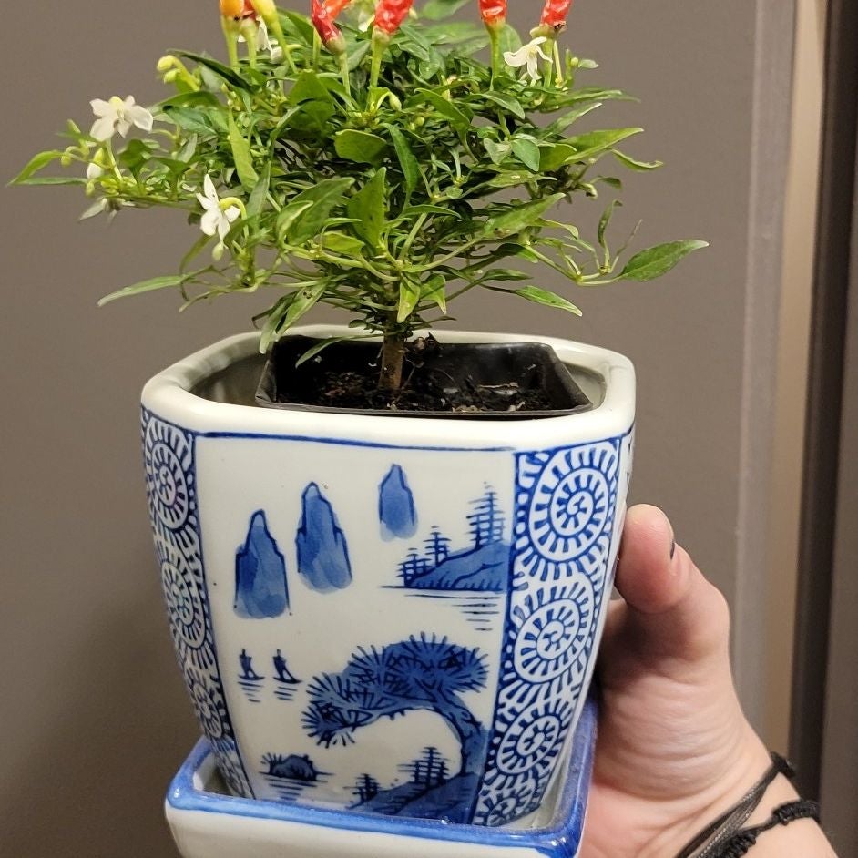 Plant care for Banana Pepper on Greg, the plant care app