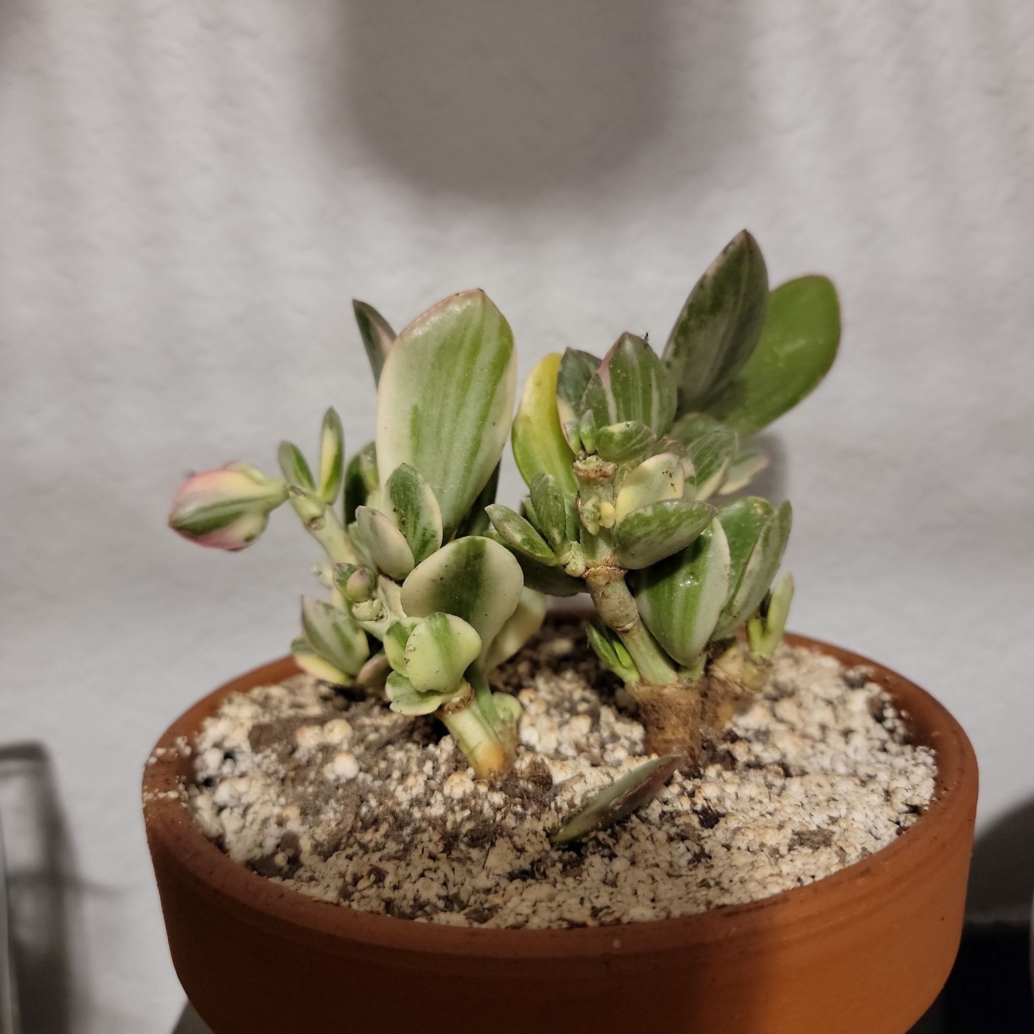 Variegated Jade Plant in a terracotta pot with visible soil and some yellowing leaves.