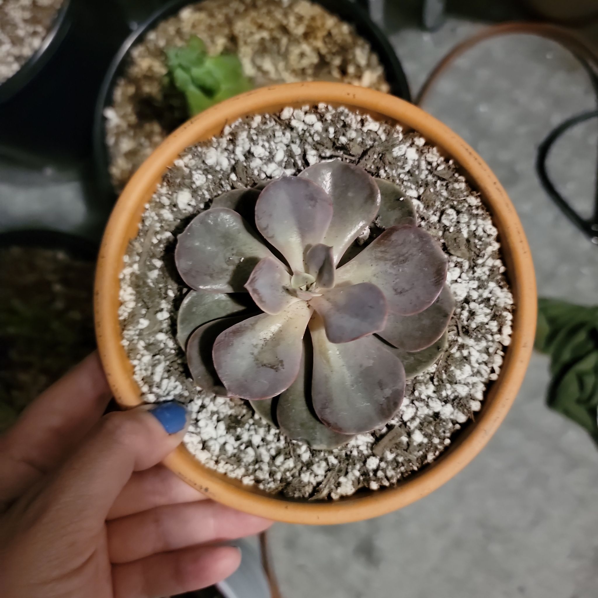 Potted Echeveria 'Dusty Rose' succulent held by a hand, showing healthy leaves.