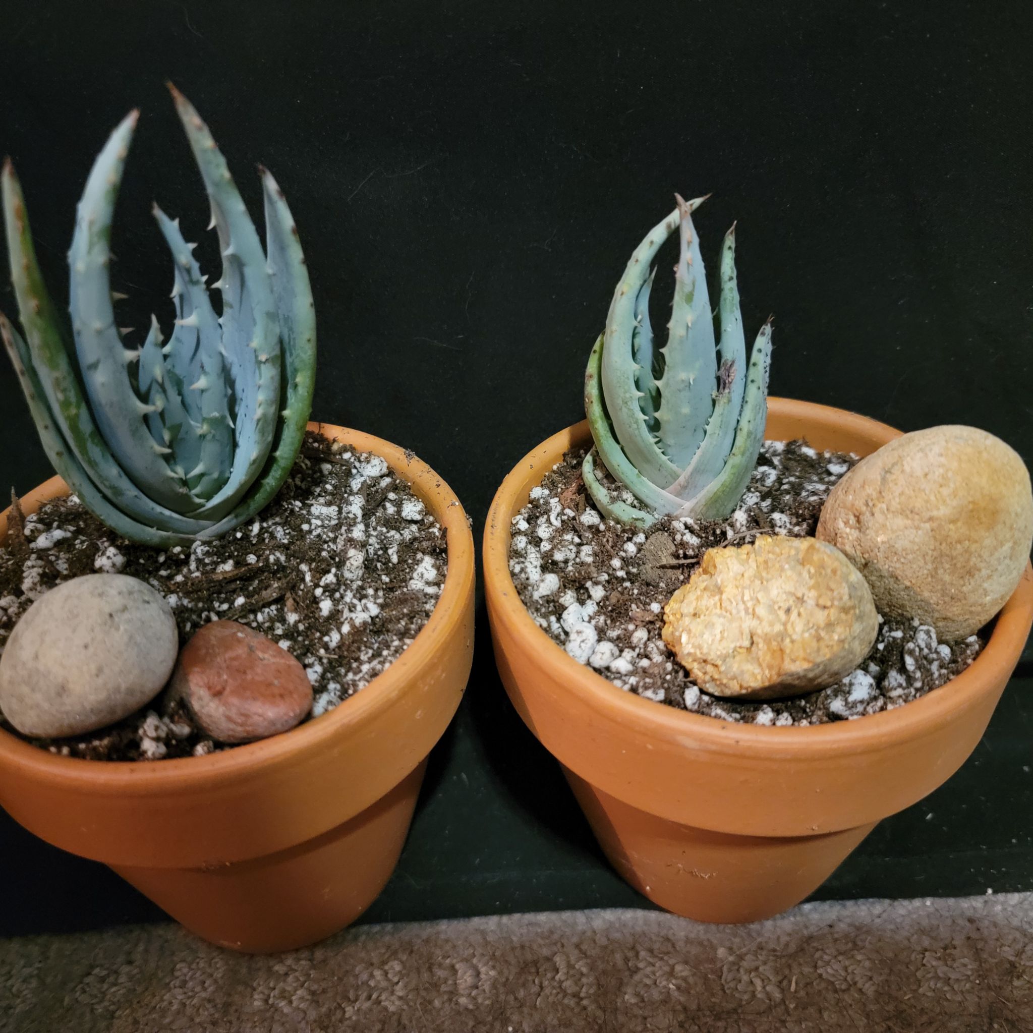Two potted Cape Aloe plants with visible soil and rocks.