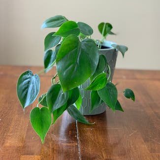 Heartleaf Philodendron plant in West Valley City, Utah