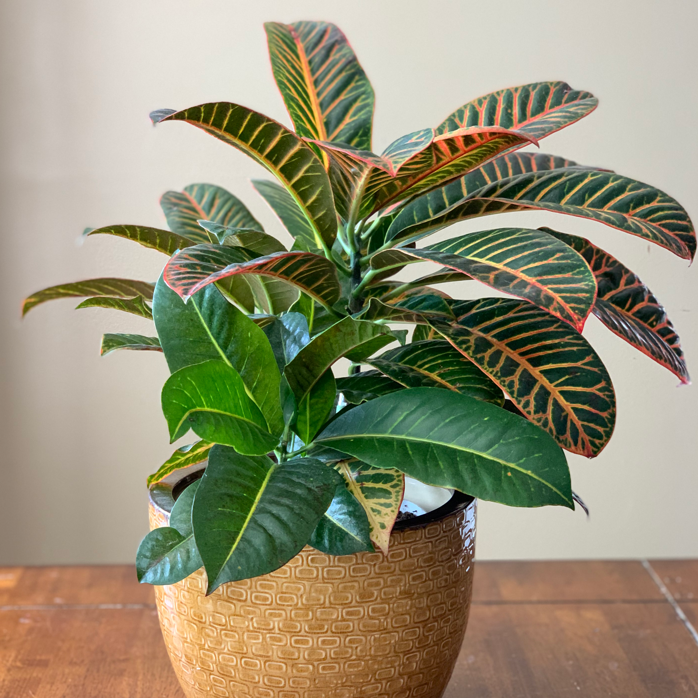 Photo of the plant species Croton 'Petra' by @apedelamare named Petra on Greg, the plant care app