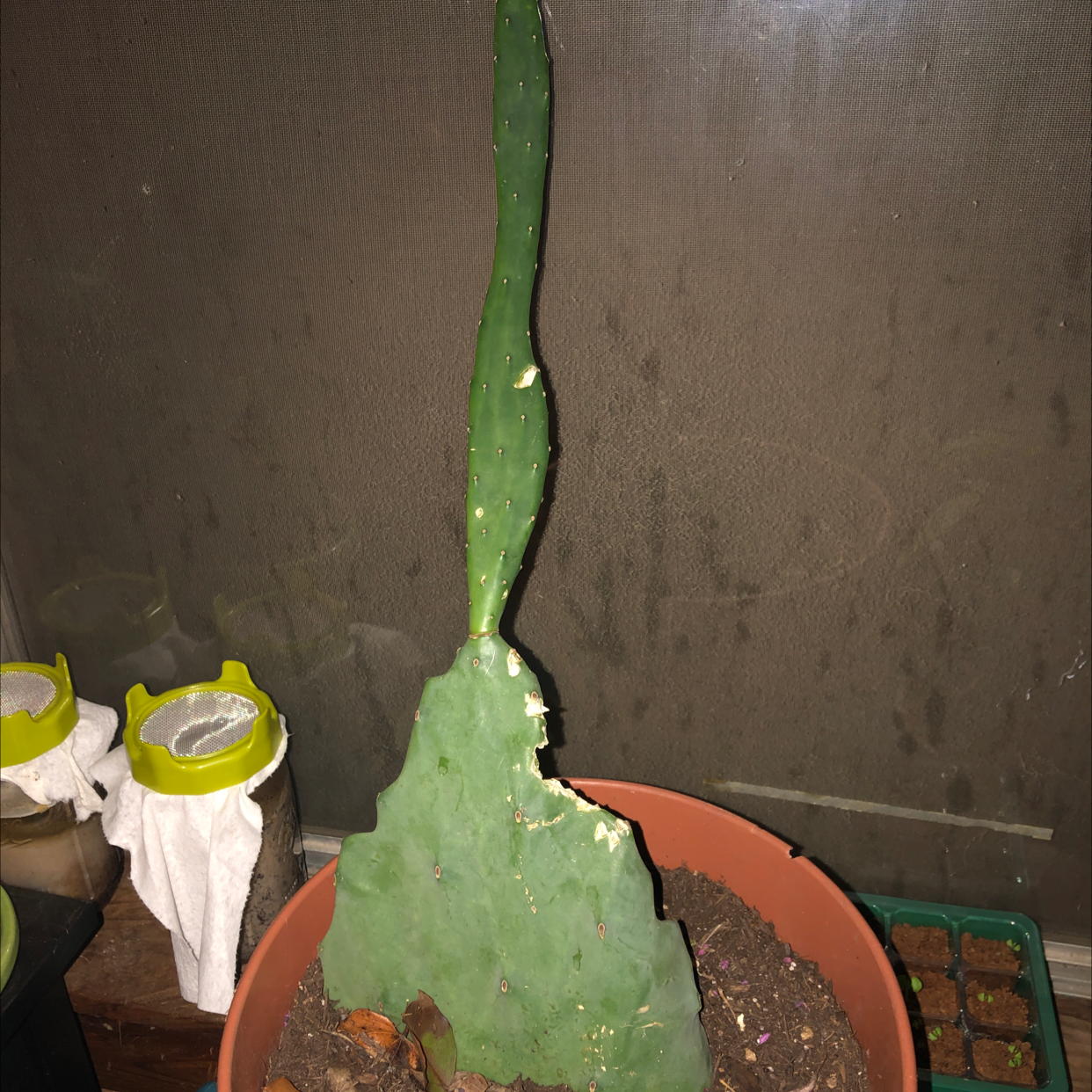 Potted Few-Spined Marble-Seeded Prickly Pear cactus with visible soil and some base damage.