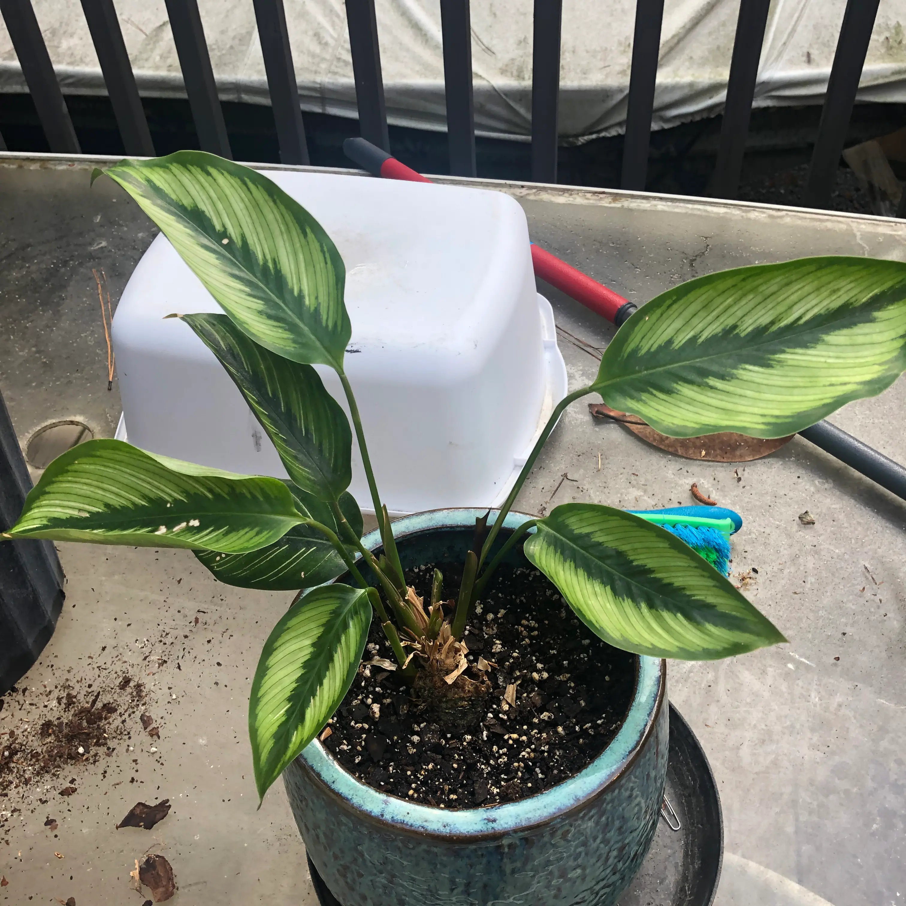 Photo of the plant species Pin-Stripe Calathea by @MarkedSicklepod named Hates Me on Greg, the plant care app