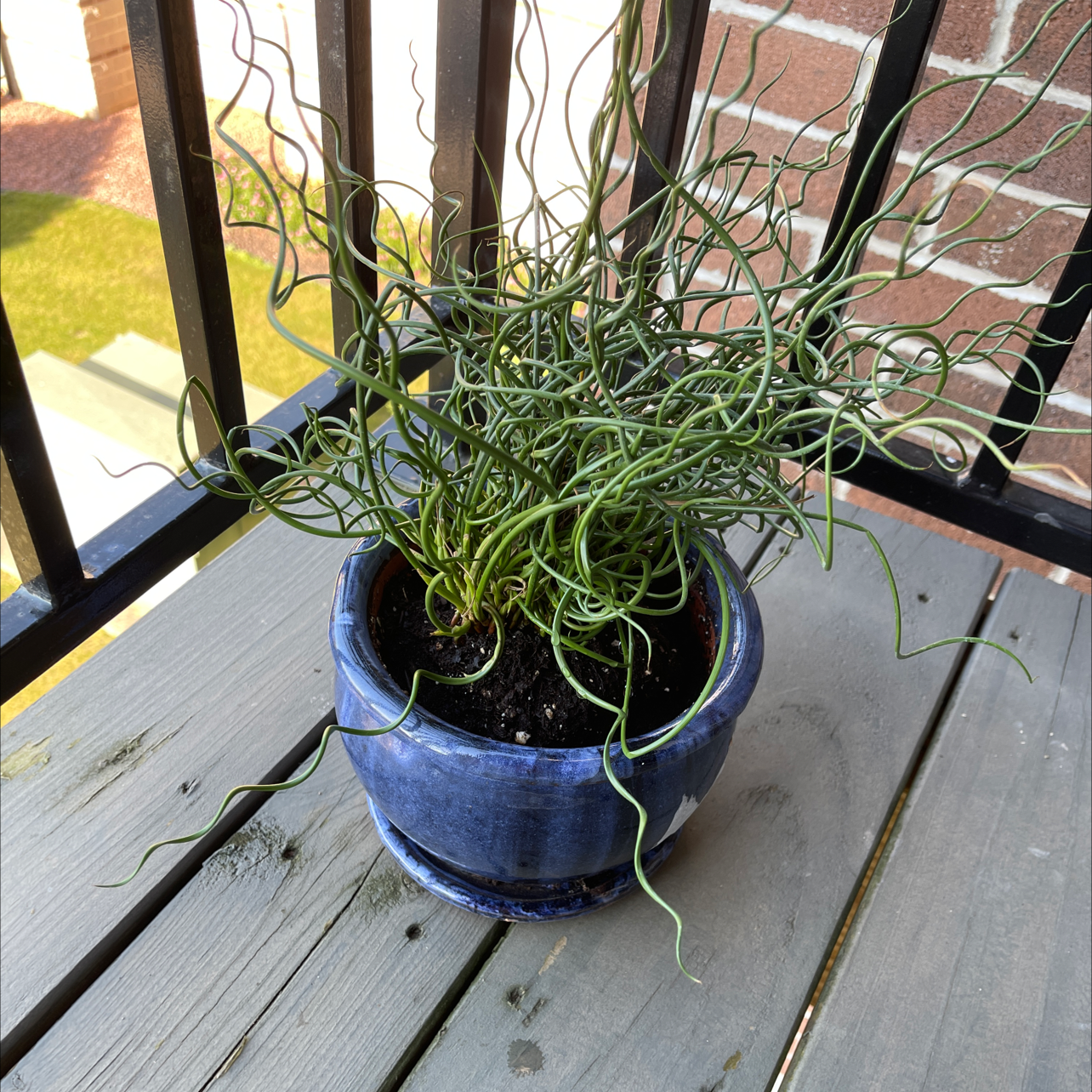 Plant care for Equisetum praealtum on Greg, the plant care app
