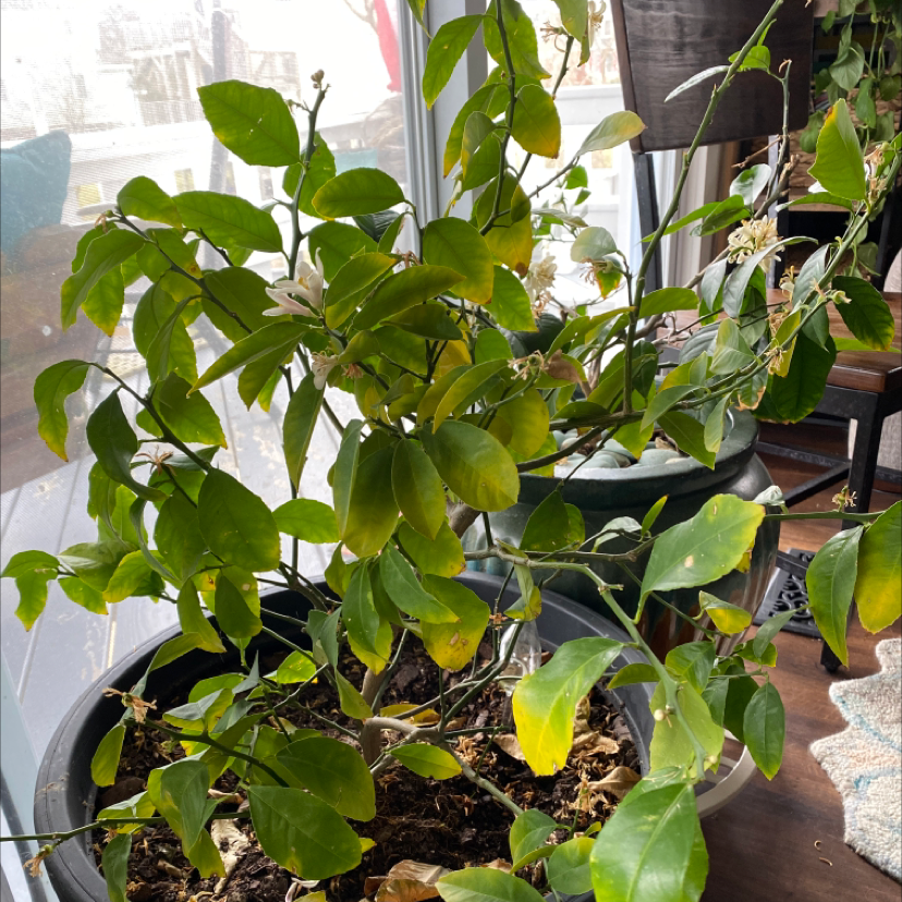 Healthy potted Japanese Poinsettia plant with lush green leaves growing in dark moist soil, no signs of disease or deficiency.