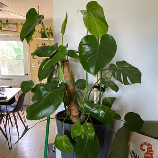 Monstera plant in Clarksville, Tennessee