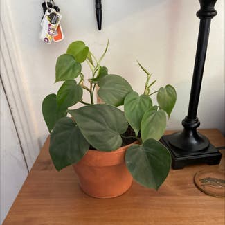 Heartleaf Philodendron plant in Clarksville, Tennessee