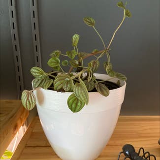 Emerald Ripple Peperomia plant in Clarksville, Tennessee