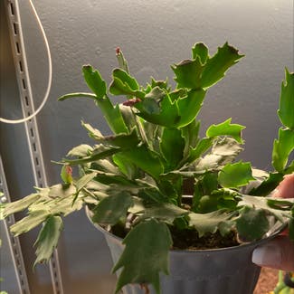 False Christmas Cactus plant in Clarksville, Tennessee