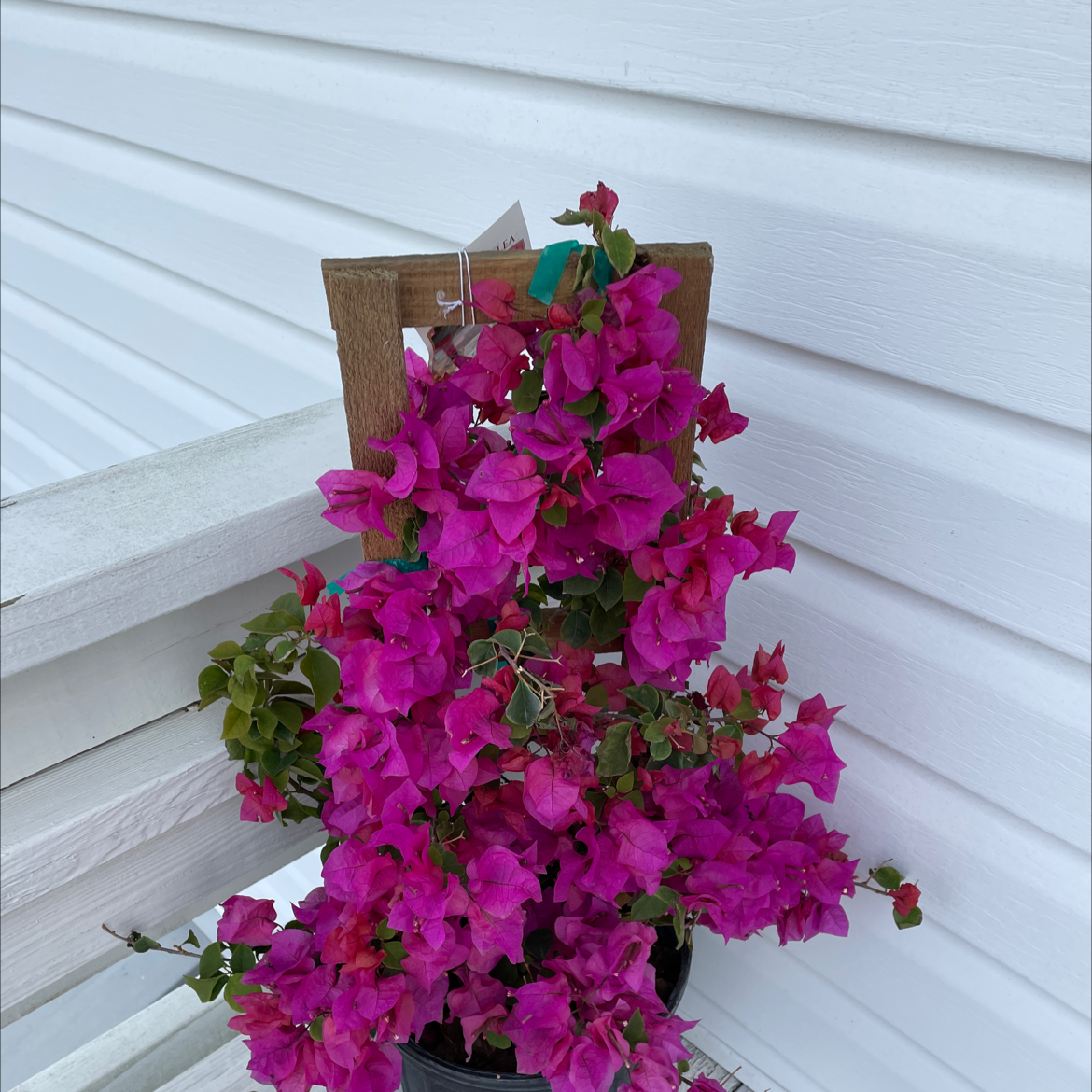 Best Soil Potting Mix for Bougainvillea
