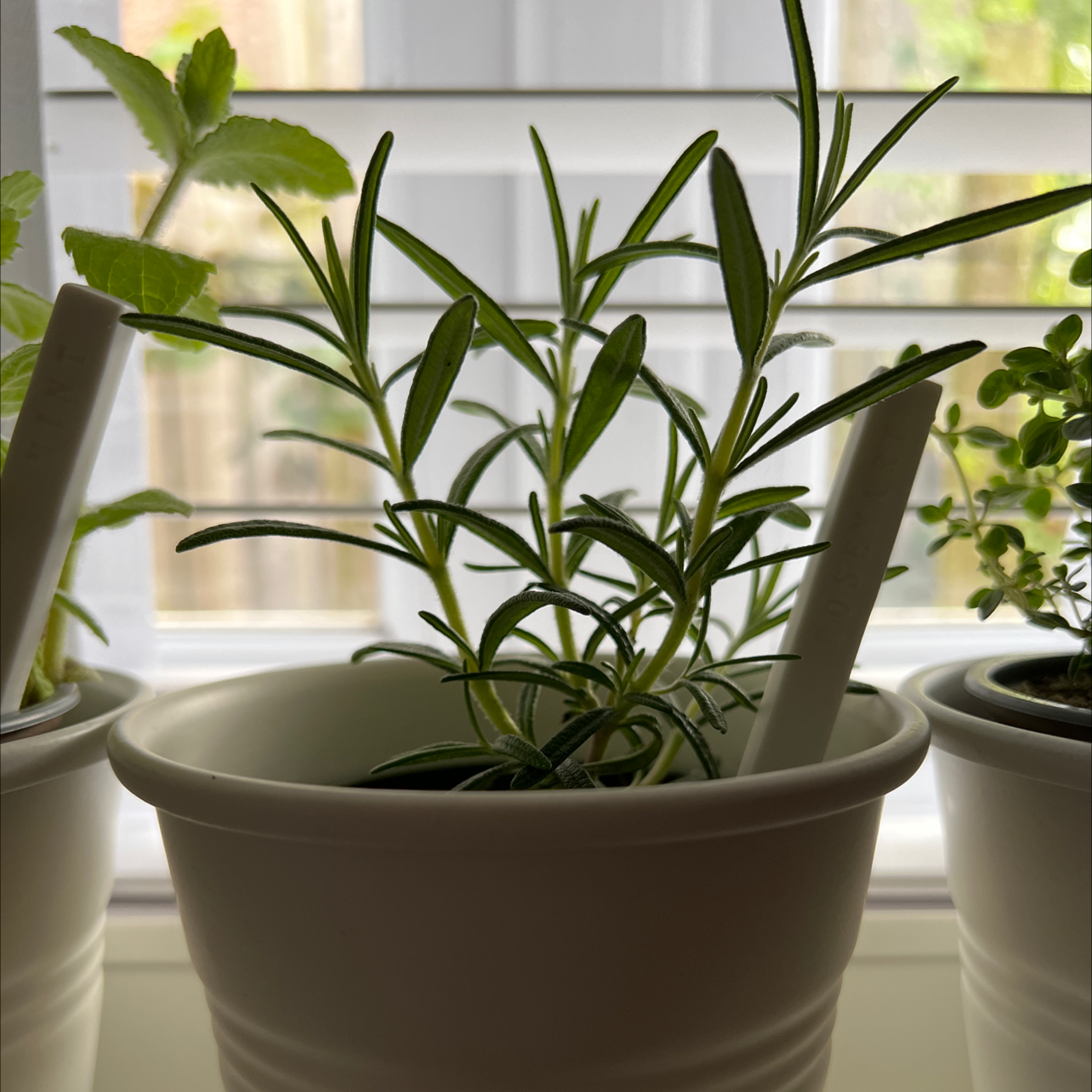Photo of the plant species Rosemary by @FunTormentil named Rosemary on Greg, the plant care app