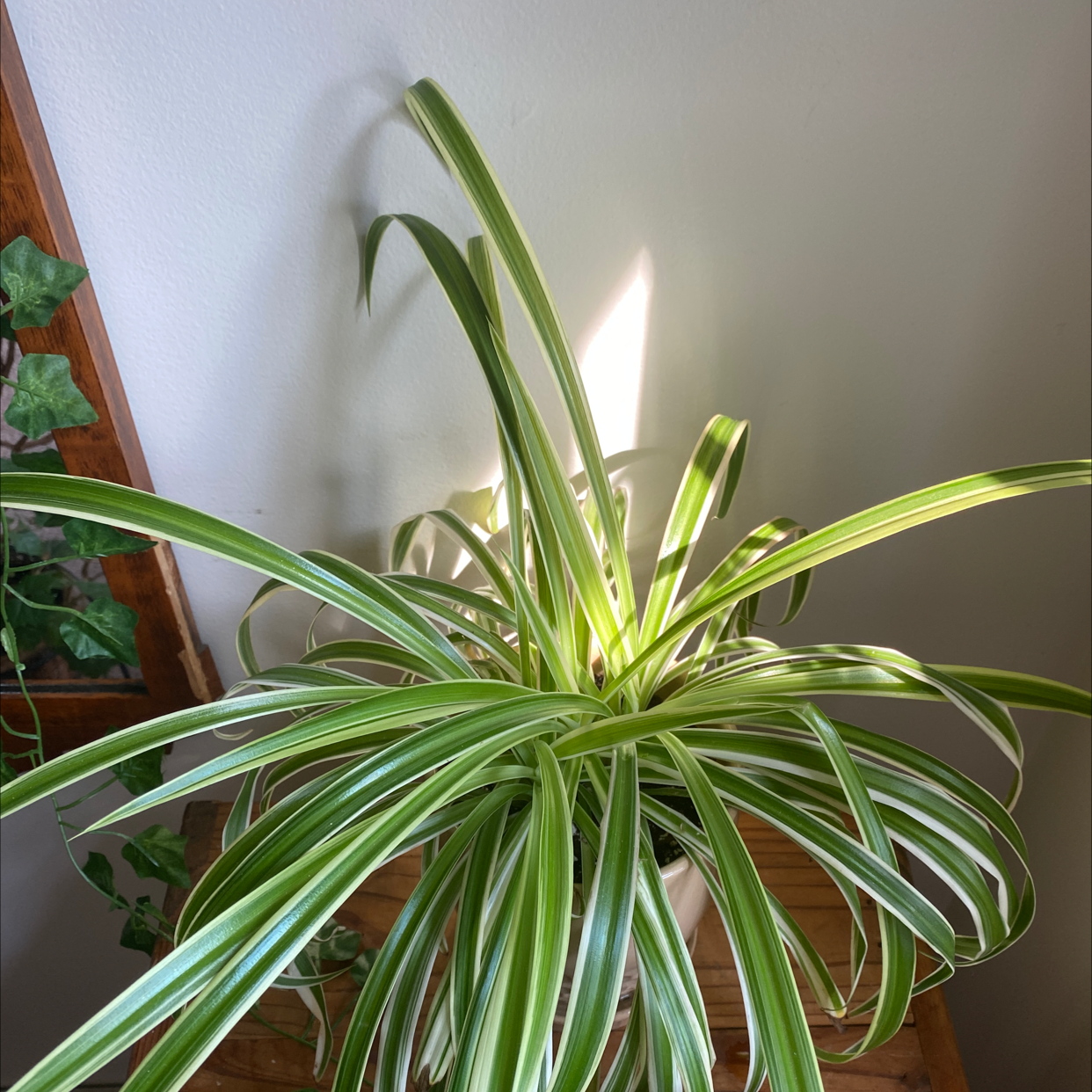 Spider Plant plant photo by @Hala named Susu on Greg, the plant care app.