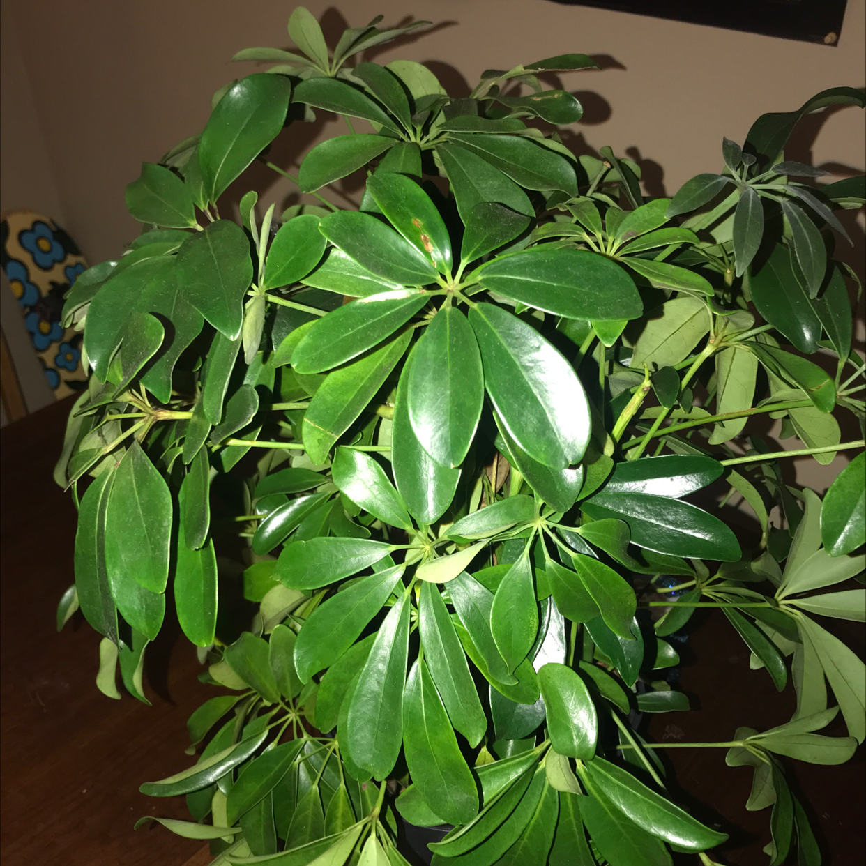 Vibrant, healthy dwarf umbrella tree plant with lush green palmate leaves, densely growing in a well-framed image.