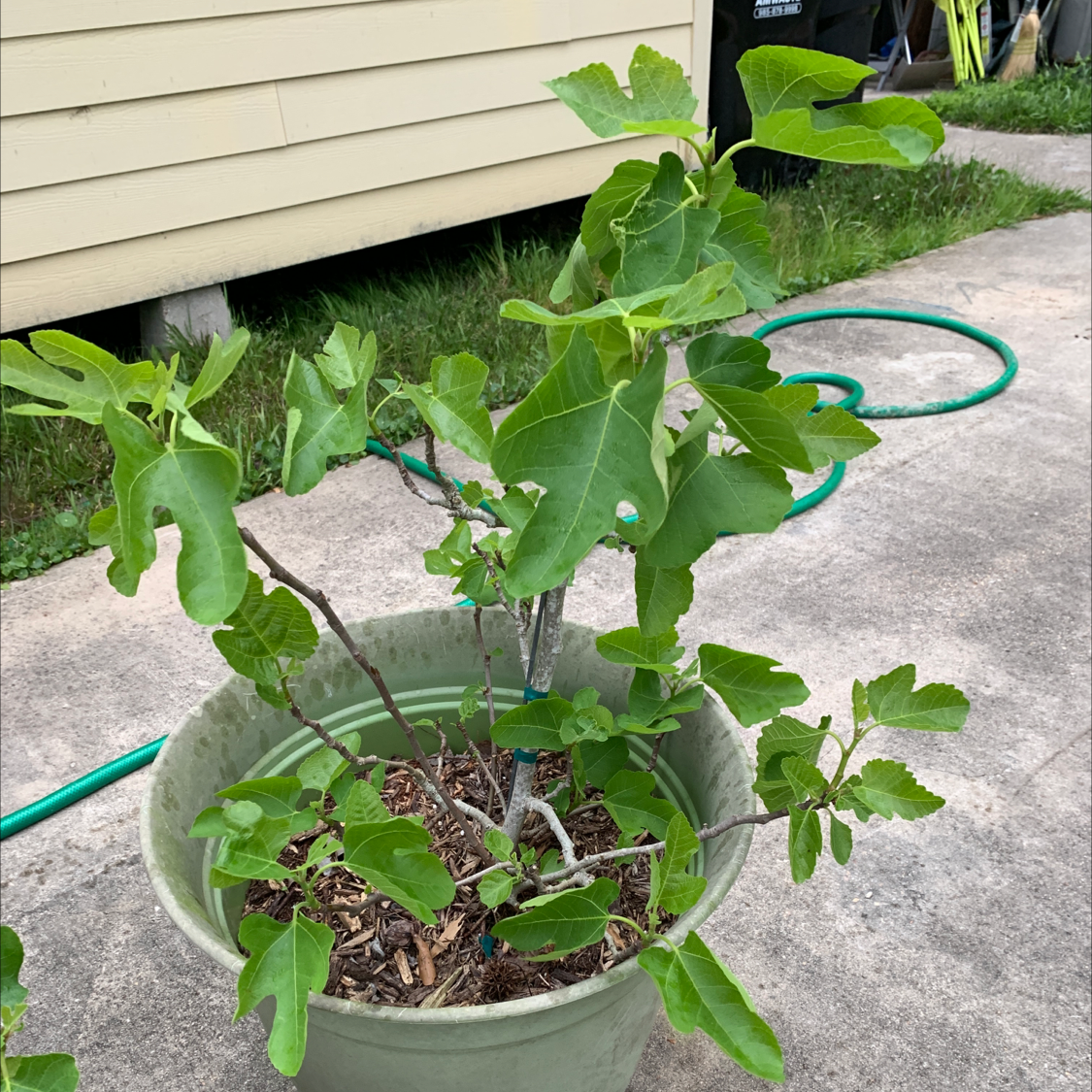 Photo of the plant species Brown Turkey Fig by @Trisha named Demi on Greg, the plant care app