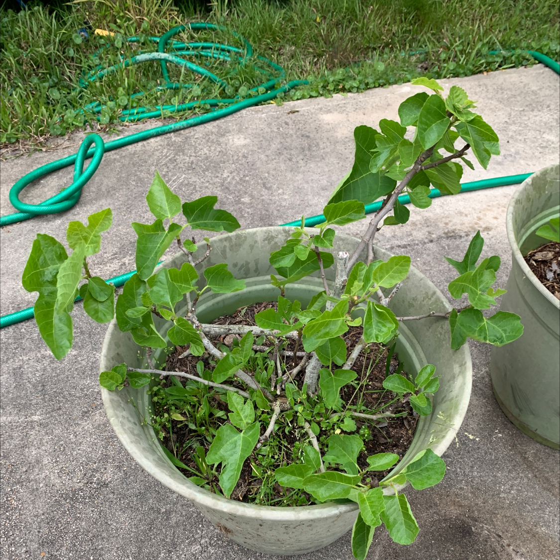 Photo of the plant species Brown Turkey Fig by @Trisha named Coco on Greg, the plant care app