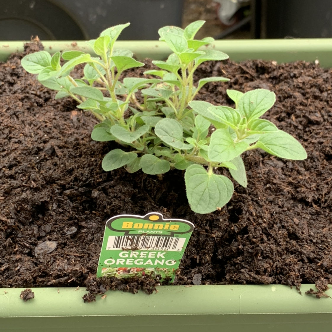 Healthy potted Greek Oregano plant with vibrant green leaves growing in rich soil, with plant marker label in foreground.