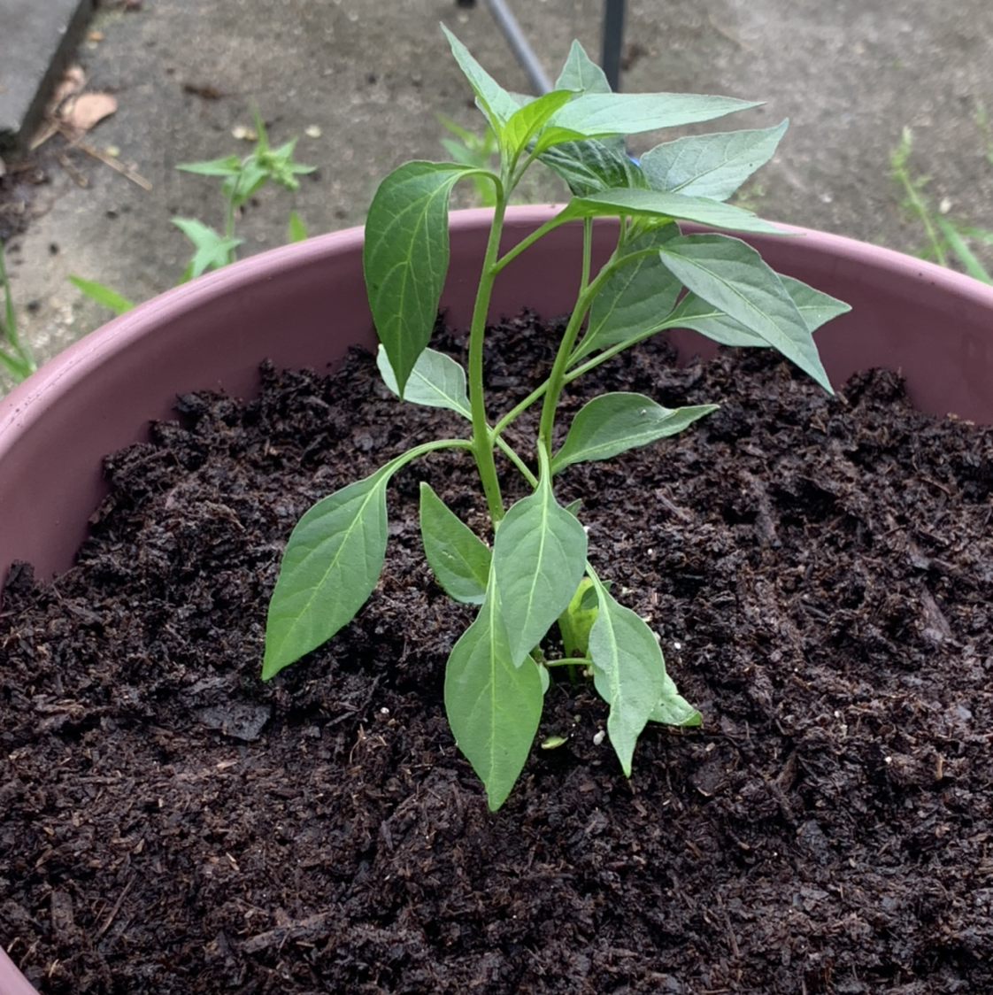 Photo of the plant species Ornamental Pepper by @Trisha named Austen on Greg, the plant care app