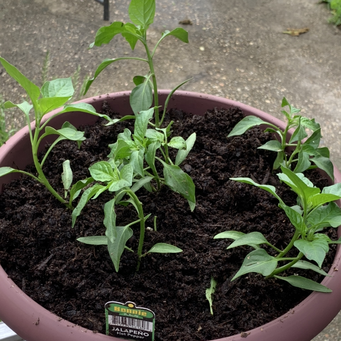 Photo of the plant species Jalapeño Pepper by @Trisha named Spike Leaves on Greg, the plant care app