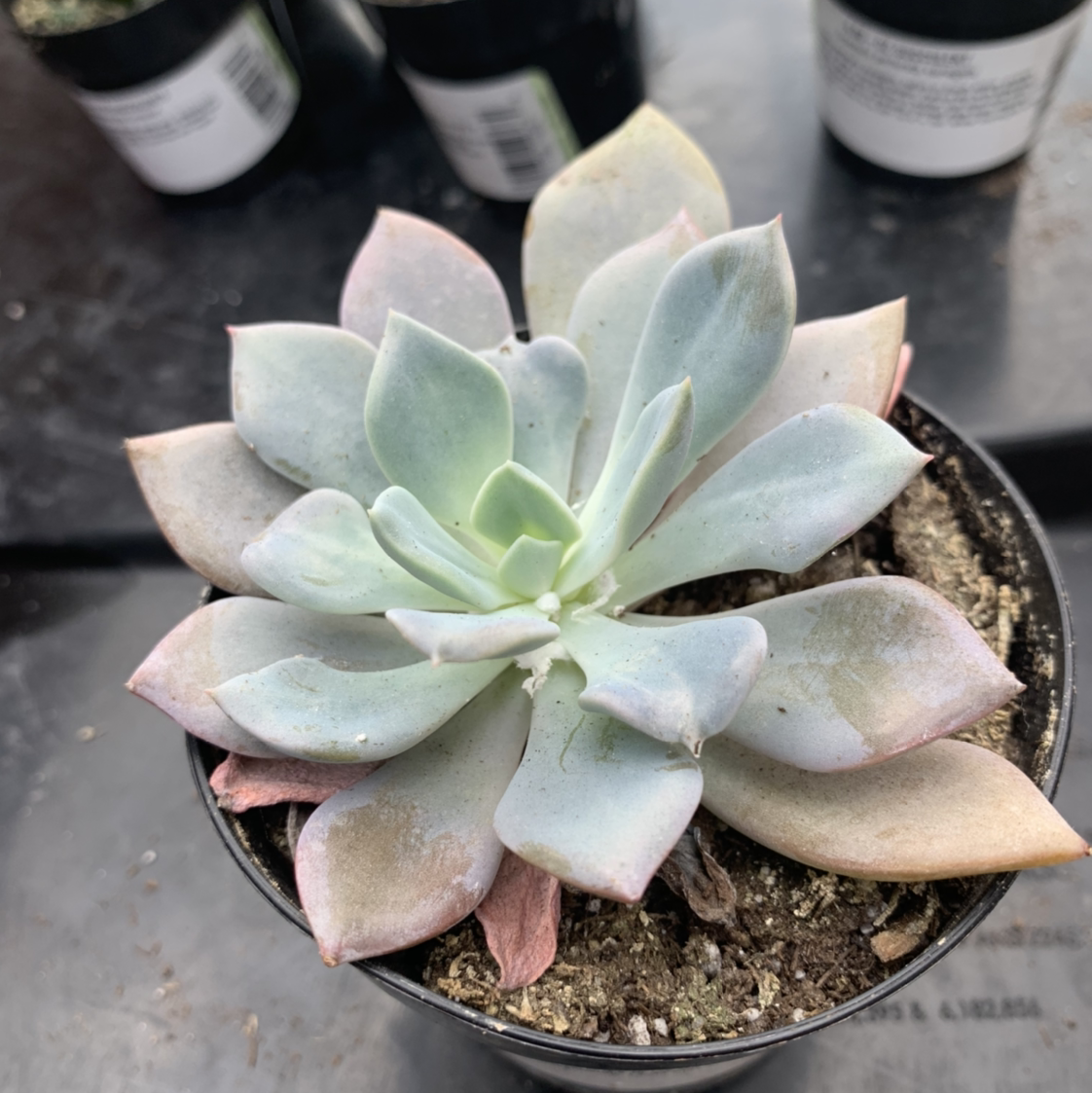 Graptoveria 'Opalina' succulent in a small pot with visible soil, well-framed and in focus.