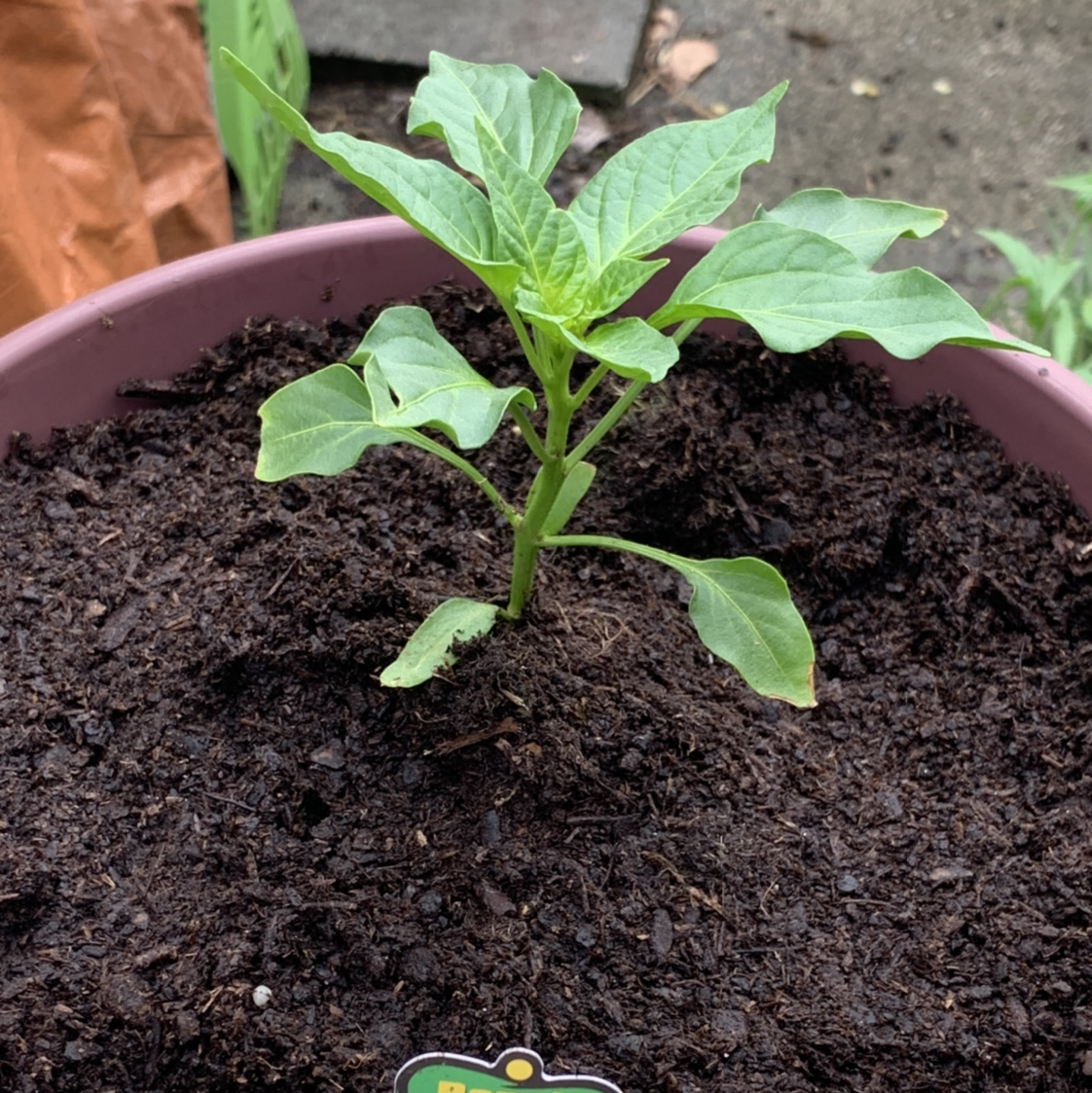 Photo of the plant species Hot Pops Yellow Ornamental Pepper by @Trisha named Nemo on Greg, the plant care app