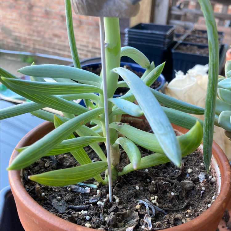 Narrow-Leaf Chalk Sticks plant in a terracotta pot with visible soil.