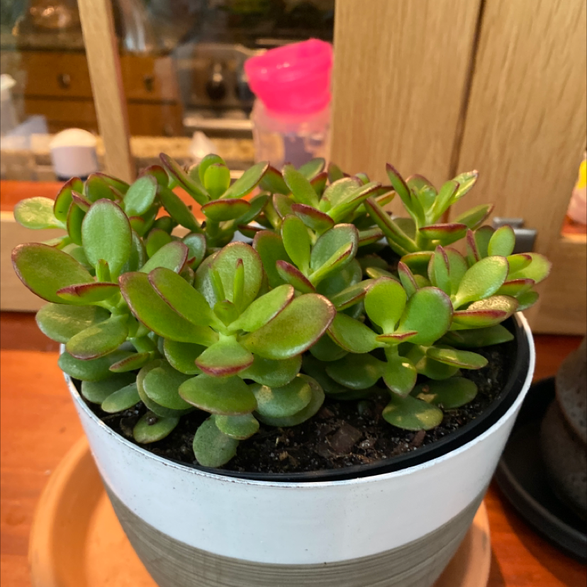 Photo of the plant species Jade by @Matthewycarter named Cluster Jade on Greg, the plant care app