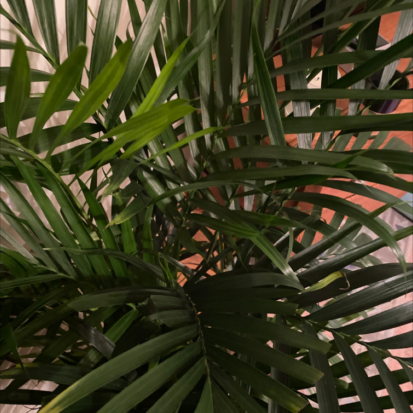 Close-up of healthy Cat Palm leaves, showing lush green color and glossy texture in an abstract composition.