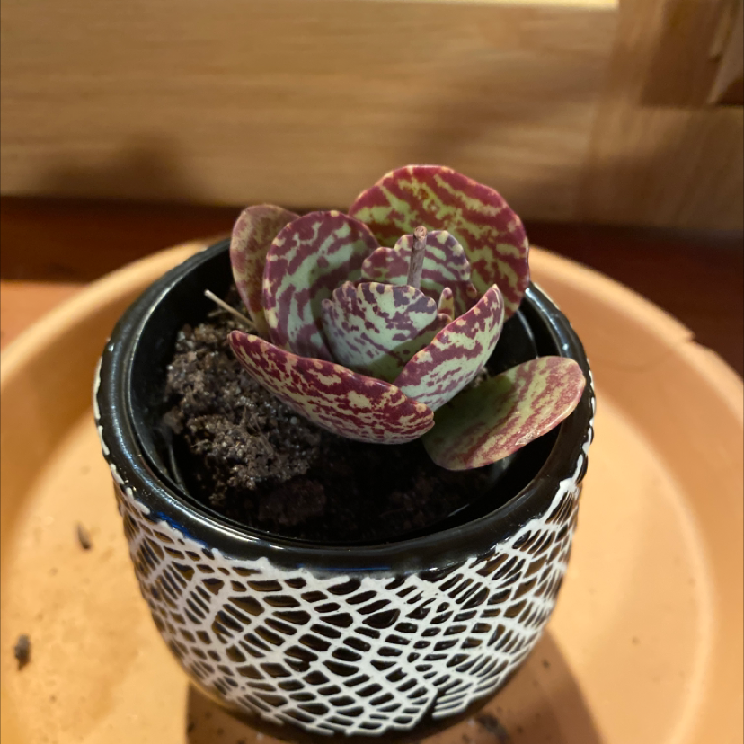 Photo of the plant species Paddle Plant by @Matthewycarter named Sproutacus on Greg, the plant care app