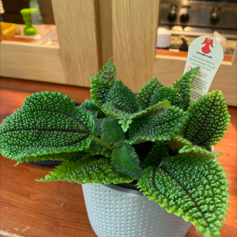 Photo of the plant species Pilea mollis by @Matthewycarter named Bumpy on Greg, the plant care app