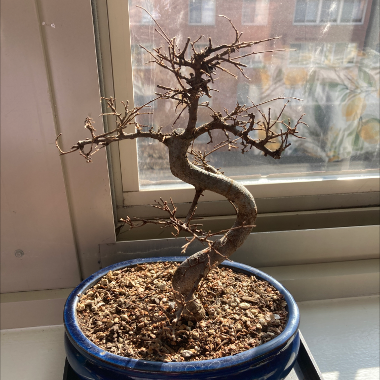 A healthy Chinese elm bonsai tree with twisted branches in a blue ceramic pot, placed on a windowsill.