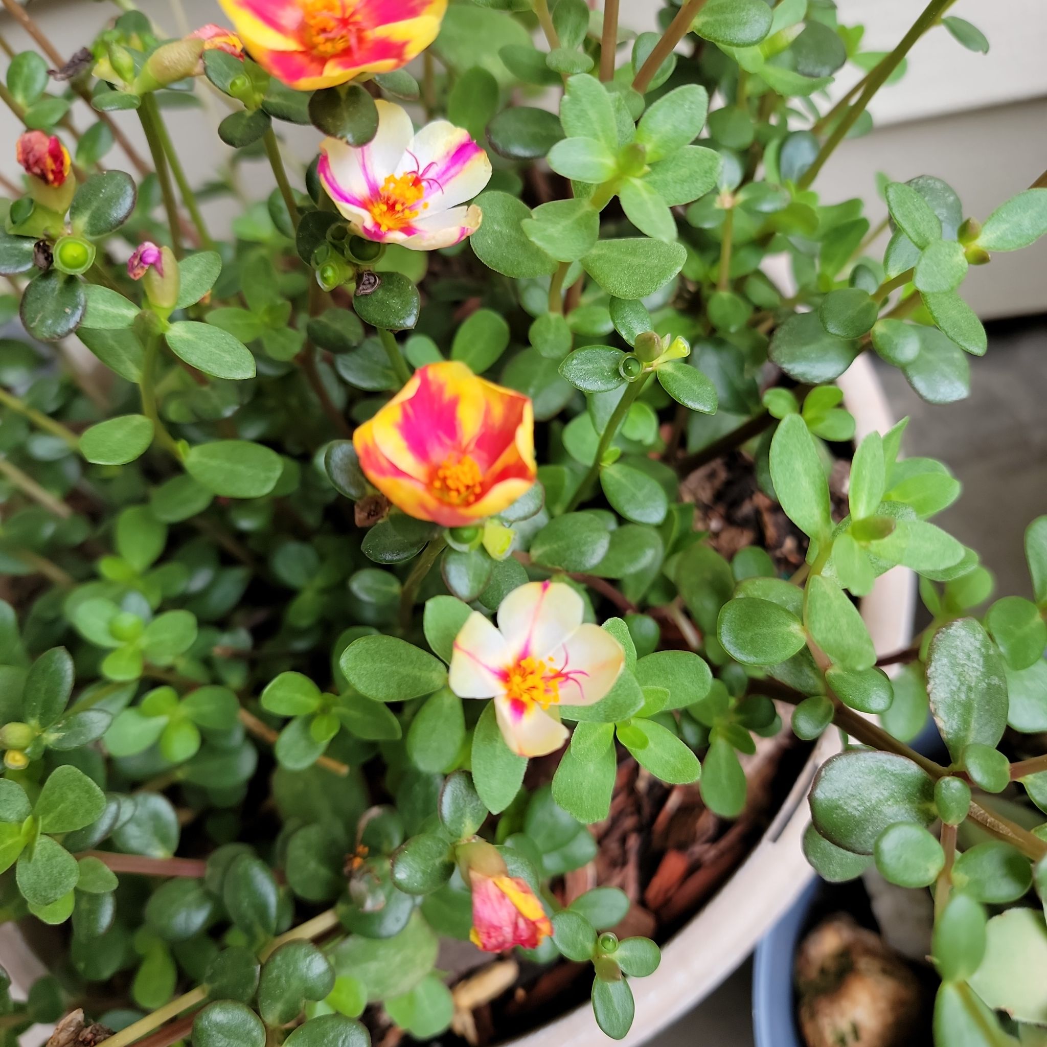 Photo of the plant species Wingpod Purslane by @RichlyArugula named 💖 on Greg, the plant care app