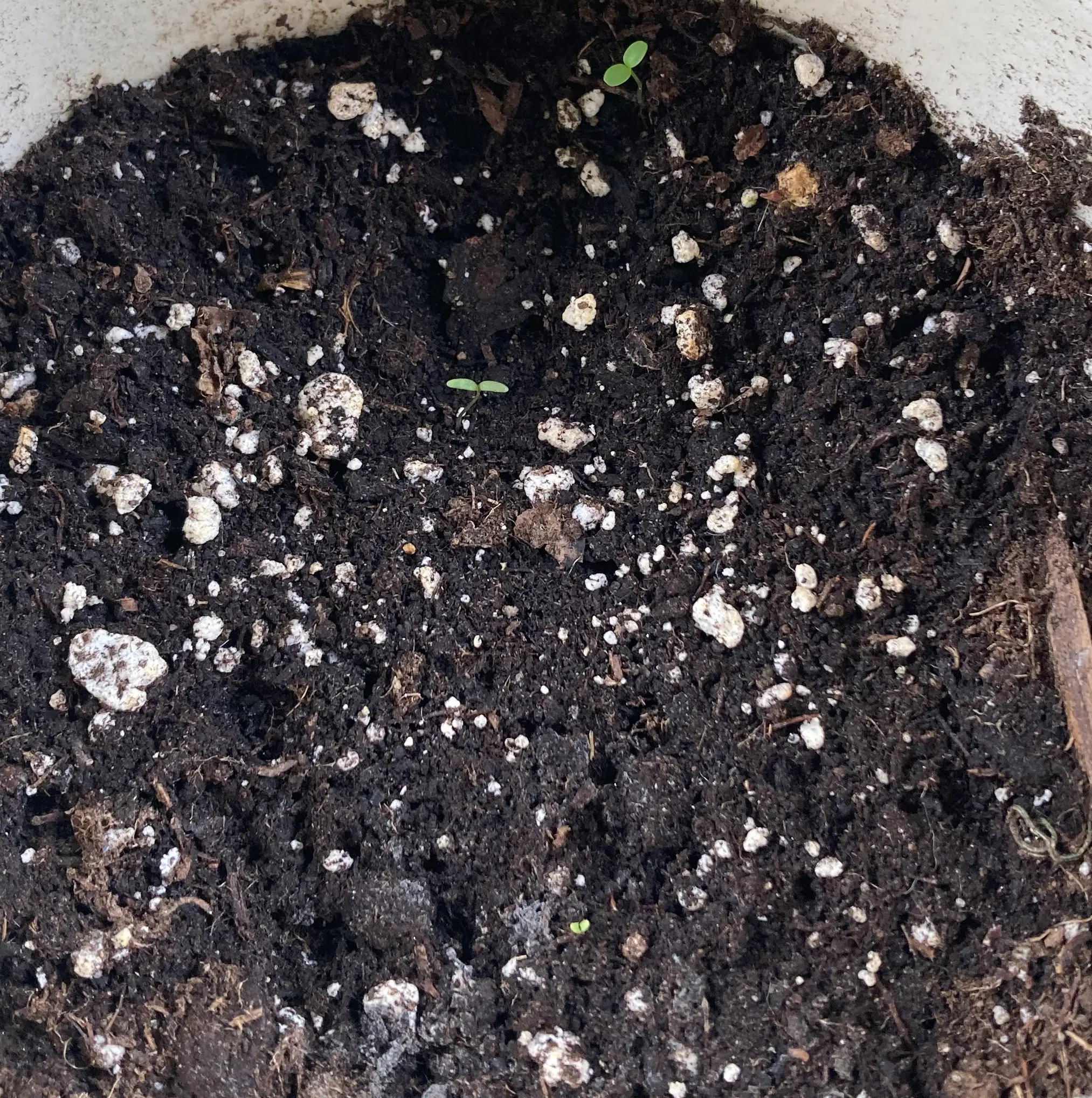 Photo of the plant species Cosmos by @spazzberry named Sprinkles on Greg, the plant care app