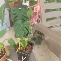 intergeneric oncidium orchid plant