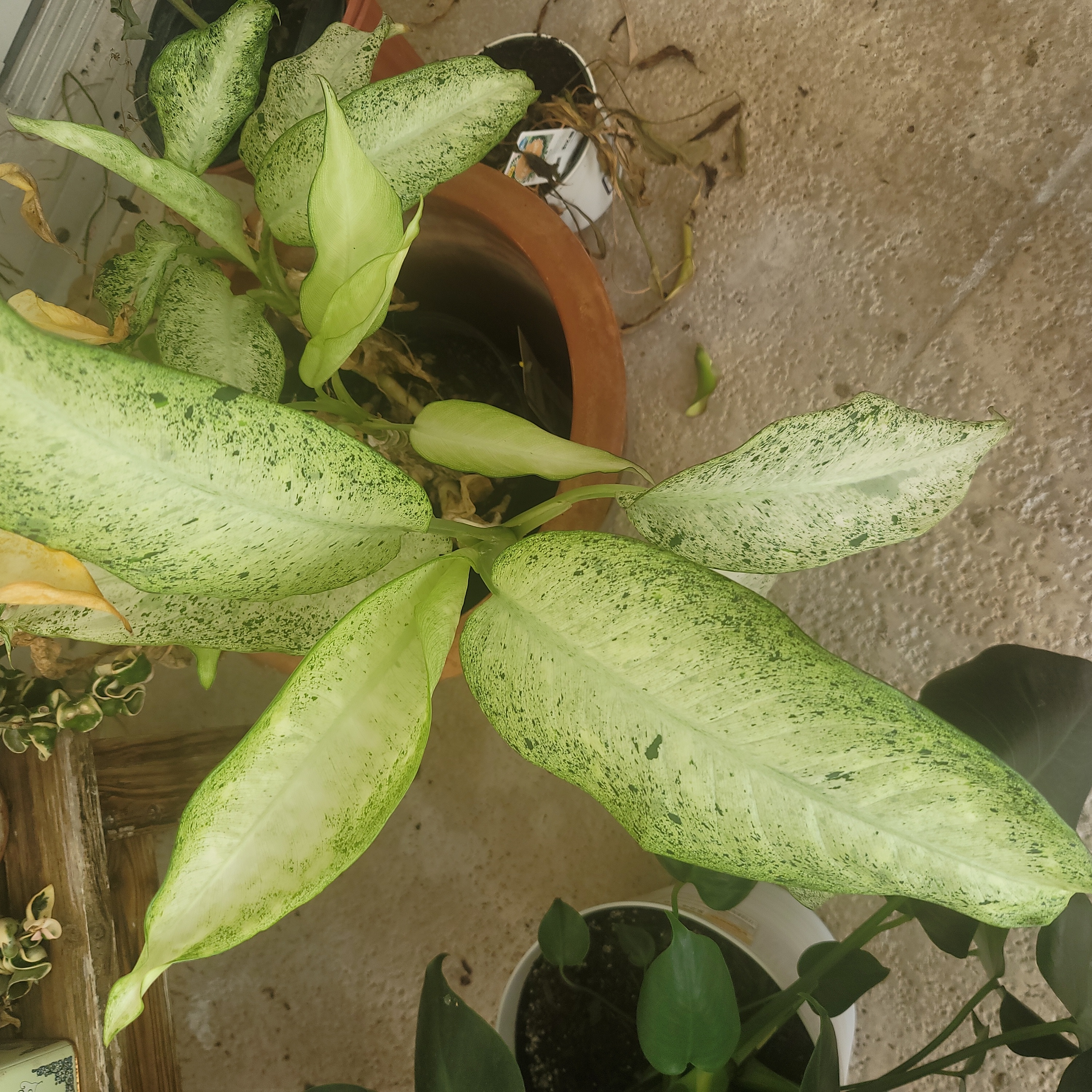 Photo of the plant species Milky Way Dumb Cane by @PrecisePapaya named Dumb blonde on Greg, the plant care app