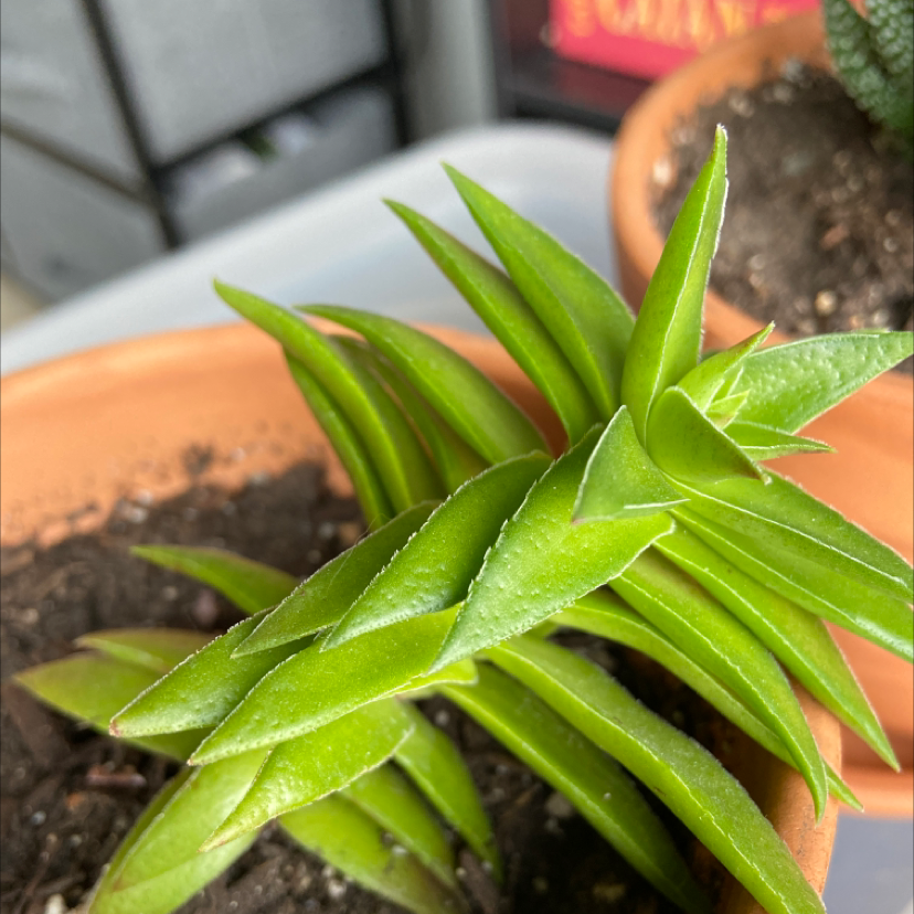 Healthy Red Pagoda succulent in a terracotta pot with visible soil.