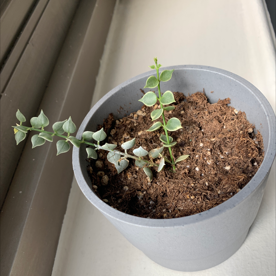 Potted Million Hearts Dischidia plant with heart-shaped leaves in a gray pot.