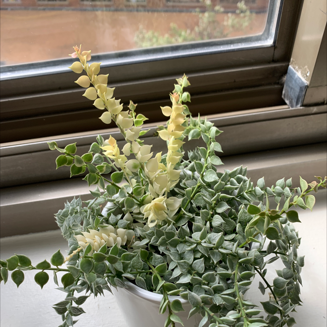 Million Hearts Dischidia plant in a white pot, flowering with healthy green leaves.