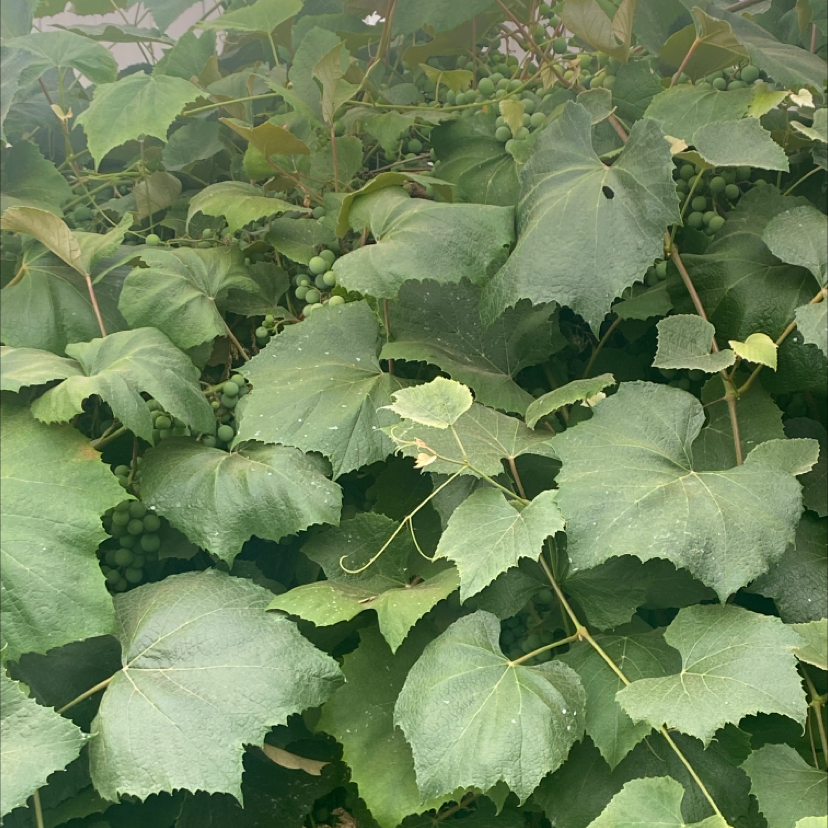 Image of a healthy wine grape plant with dense green leaves and visible grape clusters.