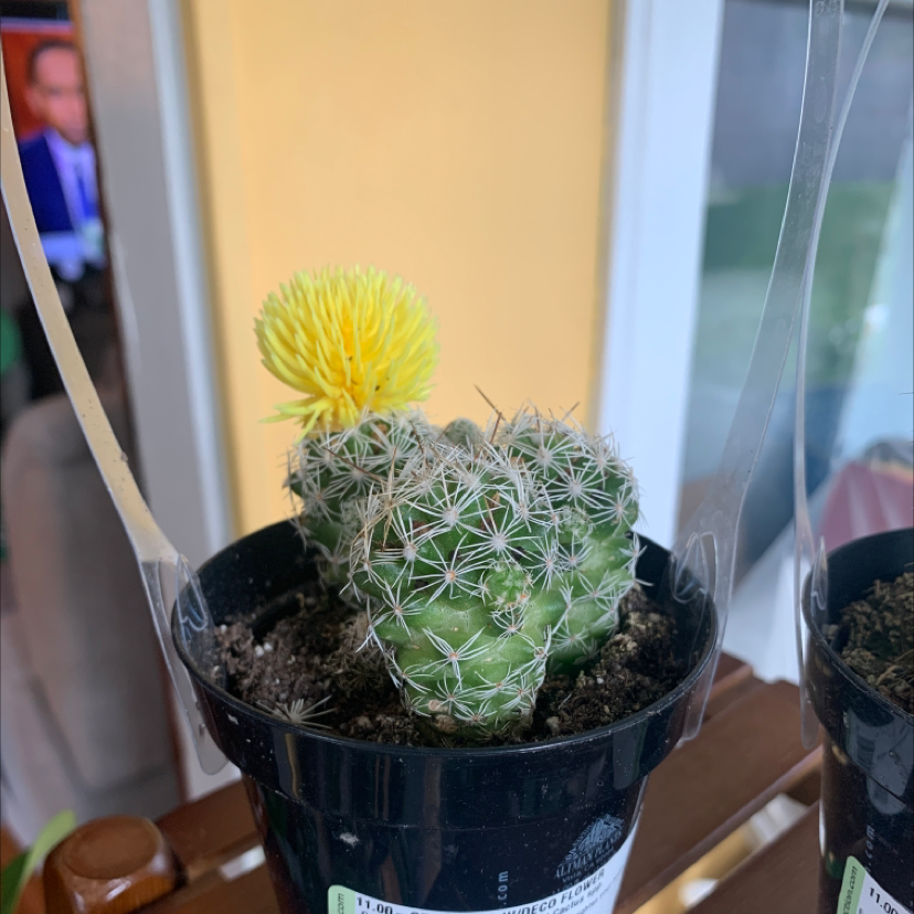 Pineapple Cactus in a black pot with a yellow flower blooming on top.