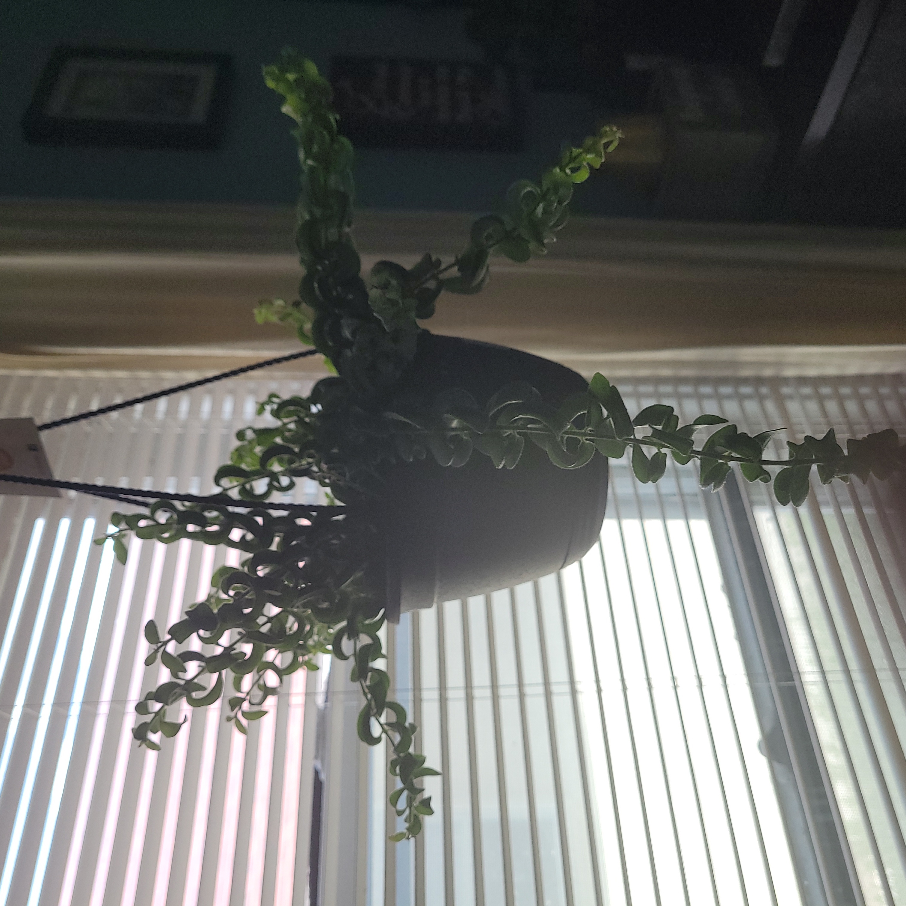 Hanging Twisted Lipstick Plant with curly green leaves in front of a window with blinds.