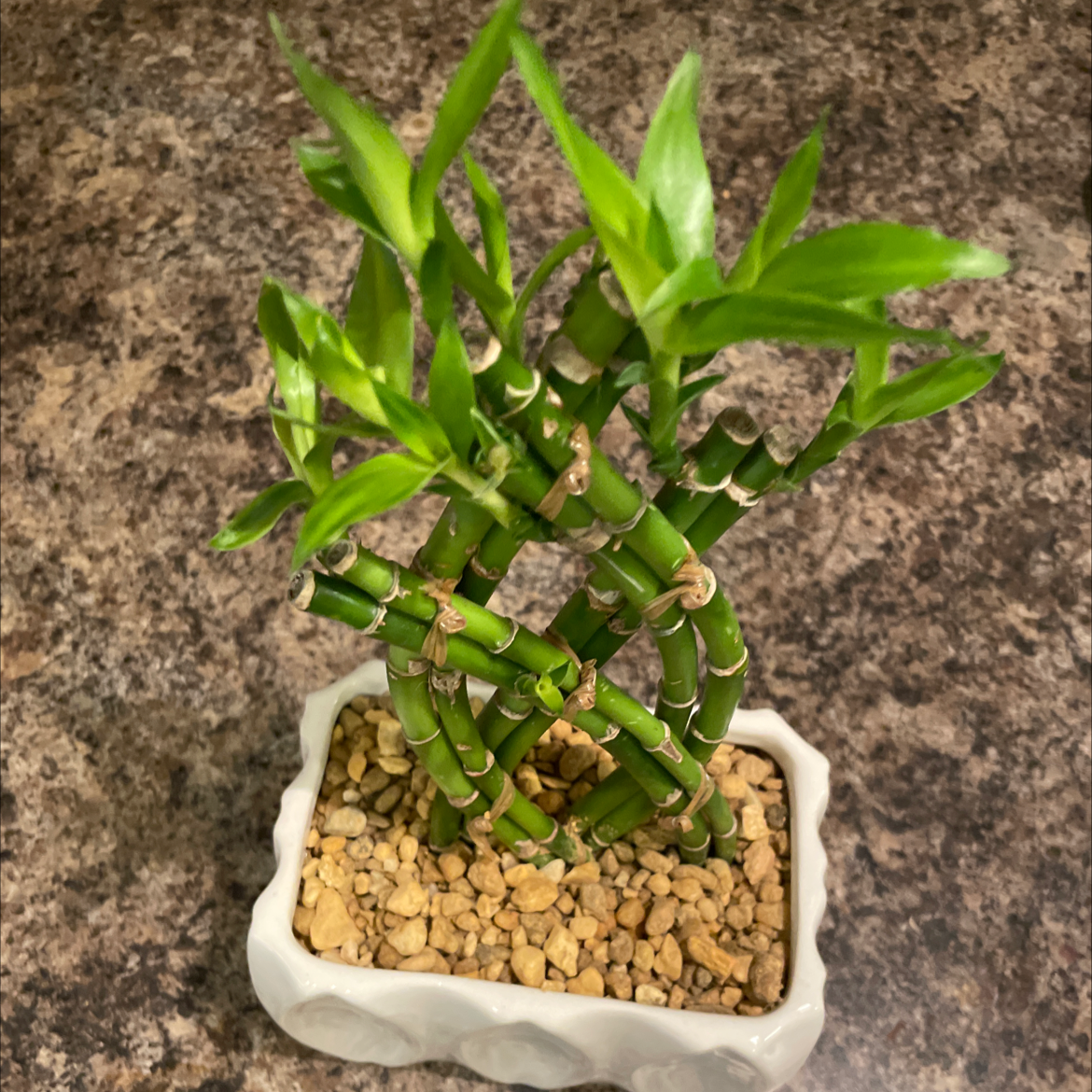 Lucky Bamboo plant photo by @HippiChickiNiki named Jumba Jookiba on Greg, the plant care app.