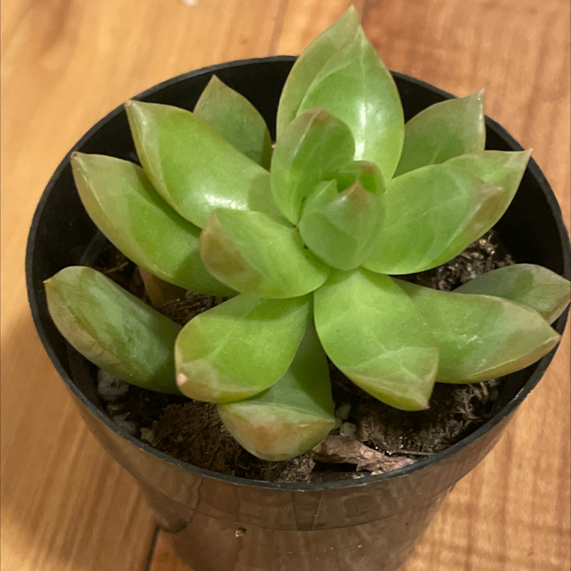 Sedum adolphi 'Golden Glow' succulent in a black pot with some browning leaf tips.